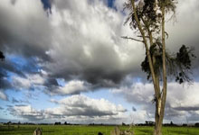 暖心！张本智和示意对手擦边 让裁判改判 笑傲日本德比.